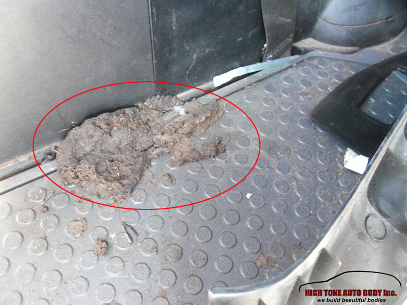 bear feces in vehicle and other damage